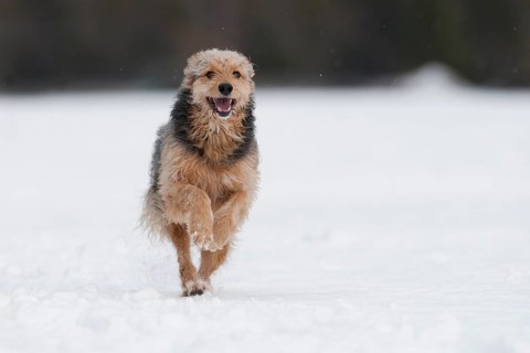 Bosnian Coarse-haired Hound