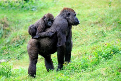 Western Lowland Gorilla (Gorilla gorilla gorilla)