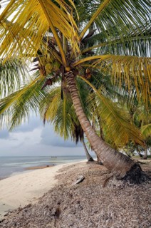 Lonely beach with palm trees