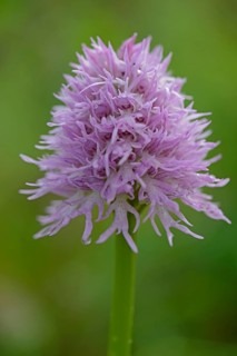 Naked Man Orchid or Italian Orchid (Orchis italica)