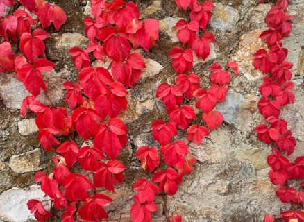 Wild Vine (Vitis vinifera) creeping on a stone wall