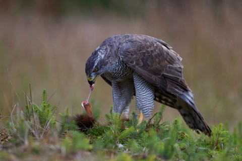 Northern Goshawk (Accipiter gentilis) with a captured squirrel