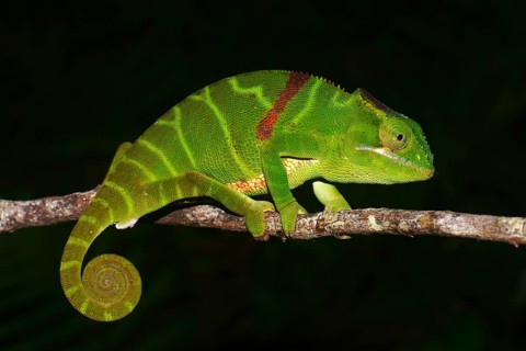Chameleon (Furcifer timoni)