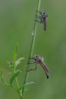 Robber Flies (Eutolmus rufibarbis) and (Neomochtherus geniculatus)
