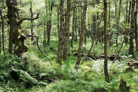 Forest in the Rotes Moor nature reserve