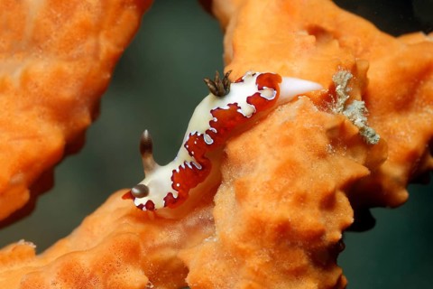 Nudibranch (Chromodoris fidelis)
