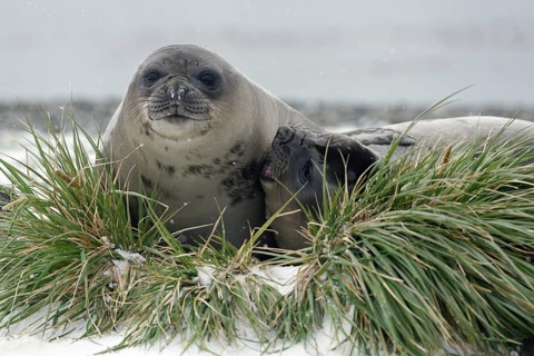 Two Southern elephant seals (Mirounga leonina)