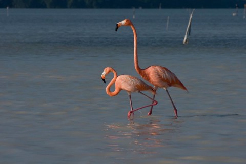 American flamingos (Phoenicopterus ruber)
