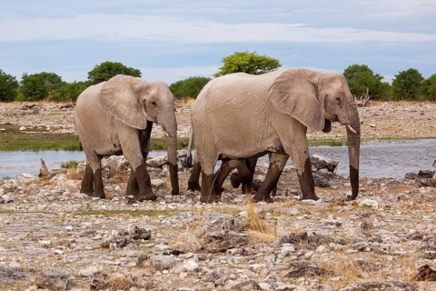 African elephants (Loxodonta africana)