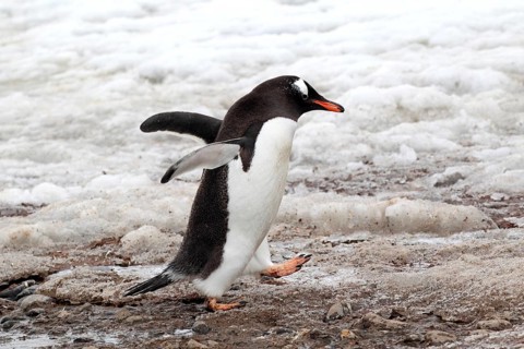 Gentoo Penguins (Pygoscelis papua)