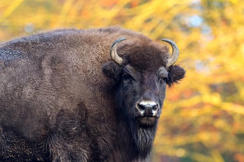 American Bison (Bison bison)
