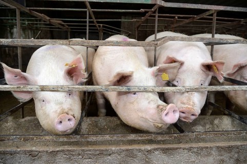Pigs in a pig farm