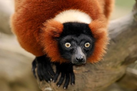 Red Ruffed Lemur (Varecia variegata rubra