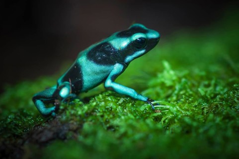 Green and Black Poison-dart Frog (Dendrobates auratus)