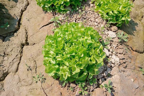Lollo Bionda lettuce (Lactuca sativa var crispa)