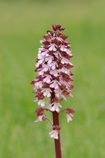 Lady Orchid (Orchis purpurea)