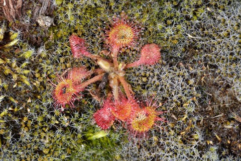 Sundew (Drosera rotundifolia)