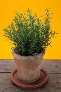 Rosemary (Rosmarinus officinalis) growing in a terracotta pot on a wooden table