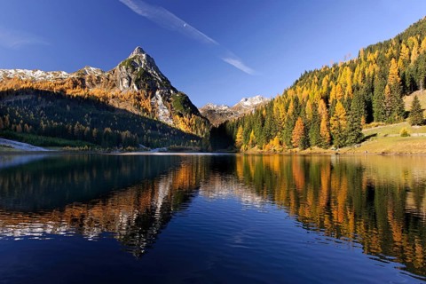 Autumnal coloured trees