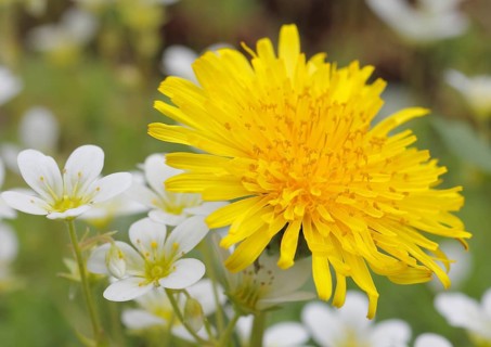 Dandelion (Taraxacum) surrounded by Musky Saxifrage or Mossy Saxifrage (Saxifraga moschata)