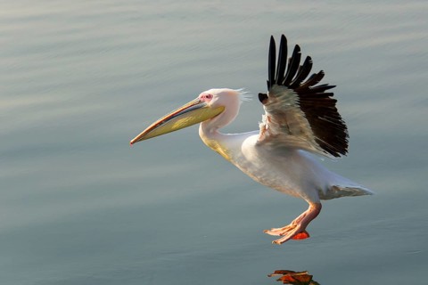 Great White Pelican (Pelecanus onocrotalus)