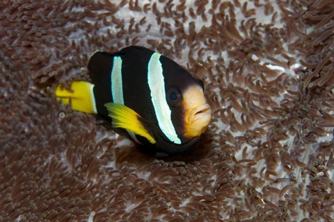 Clark's Anemonefish or Yellowtail Clownfish (Amphiprion clarkii) at a Merten's Carpet Anemone (Stichodactyla mertensii)