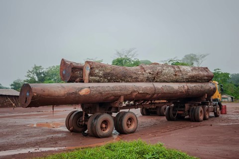 Tropical timber on a truck