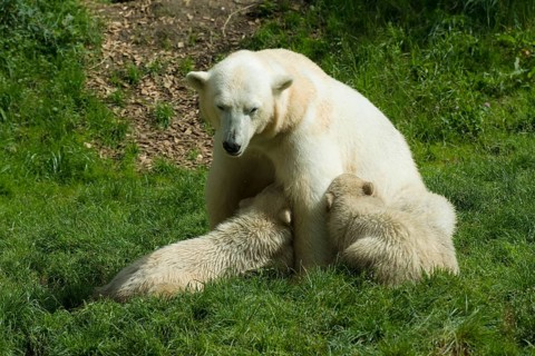 Polar Bears (Ursus maritimus) female Giovanna suckling her cubsNela and Nobby