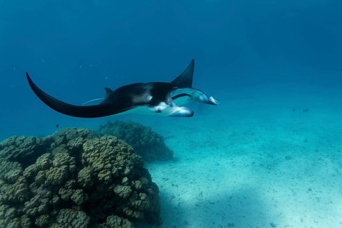 Reef Manta Ray (Manta alfredi) at coral block with cleaner fish station
