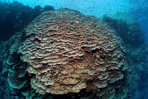 Large Polyped Stone Coral (Merulina ampliata) on steep drop of Zarbagad island