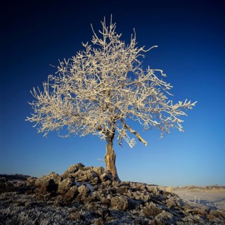 Lone tree covered with hoar frost