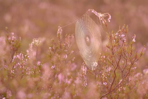 An orb-weaver spider web in heath