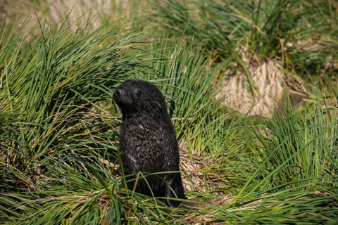 Antarctic Fur Seal (Arctocephalus gazella)