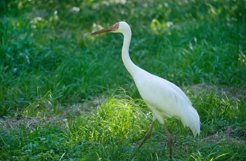 Siberian Crane