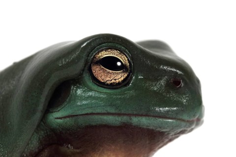 Dainty Green Tree Frog (Litoria gracilenta)