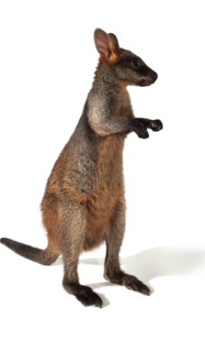Swamp Wallaby (Wallabia bicolor)