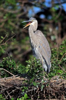 Great Blue Heron (Ardea herodias)