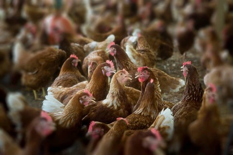 Chickens on a poultry farm