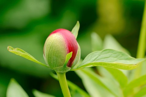 Chinese peony (Paeonia lactiflora)