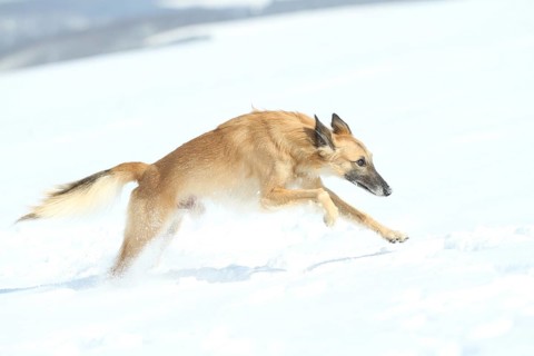 Longhaired Whippet or Silken Windsprite