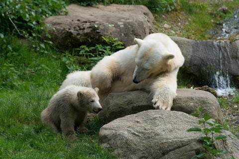 Polar Bears (Ursus maritimus) female Giovanna playing with her cubs Nela and Nobby