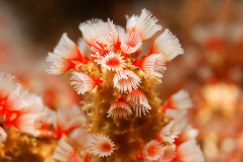 Feather duster worm (Filogranella elatensis)