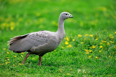 Cape Barren goose (Cereopsis novaehollandiae)