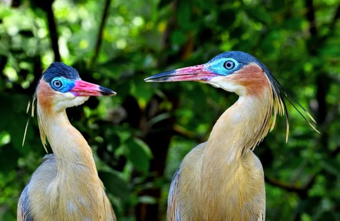 Whistling Herons (Syrigma sibilatrix sibilatrix)