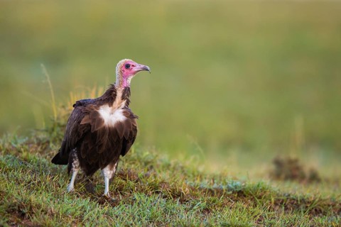 Hooded Vulture (Necrosyrtes monachus)