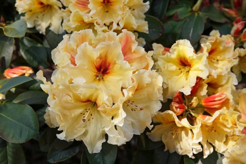 Rhododendron variety 'Gold Double' (Rhododendron hybrid 'Golddouble')