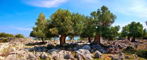 Ancient Olive trees (Olea europaea)