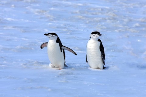 Chinstrap penguins (Pygoscelis antarctica) pair