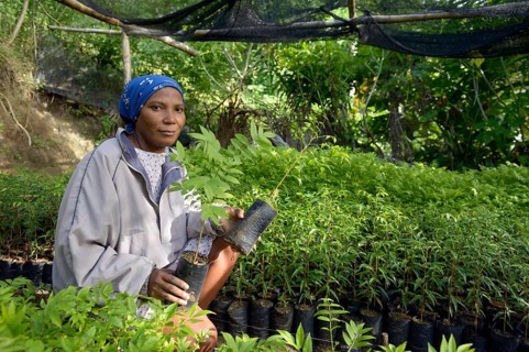 Woman holding seedlings in a nursery