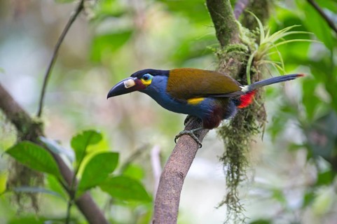 Plate-billed Mountain Toucan (Andigena laminirostris)